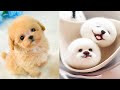 Tik Tok Chó Phốc Sóc Mini | Funny and Cute Pomeranian Videos #42