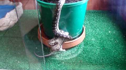 YOUNG JUNGLE CARPET PYTHON AND MOUSE, CAT THINKS IT IS A WASTE OF GOOD FOOD