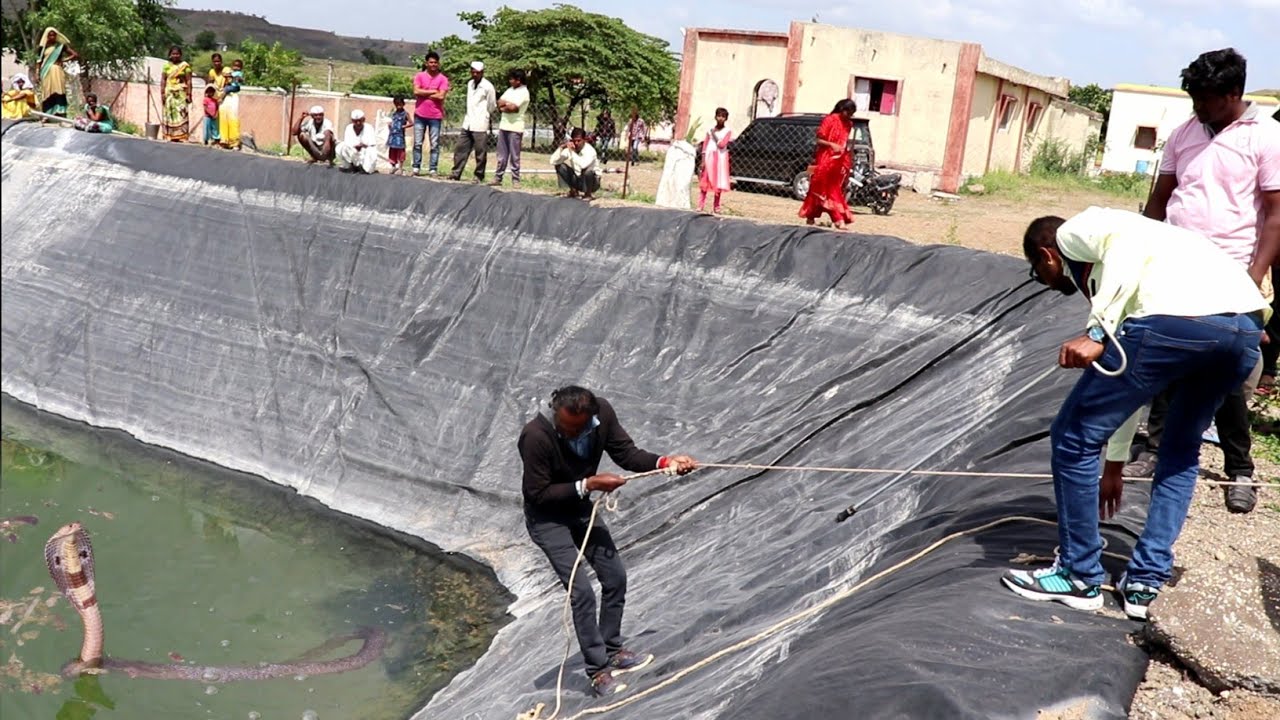 nagbibilang ng poste खेत तालाब मे गिरा कोबरा सांप, फिर क्या हुआ आप ही देखिये.. Rescue spectacle cobra snake Ahmednagar