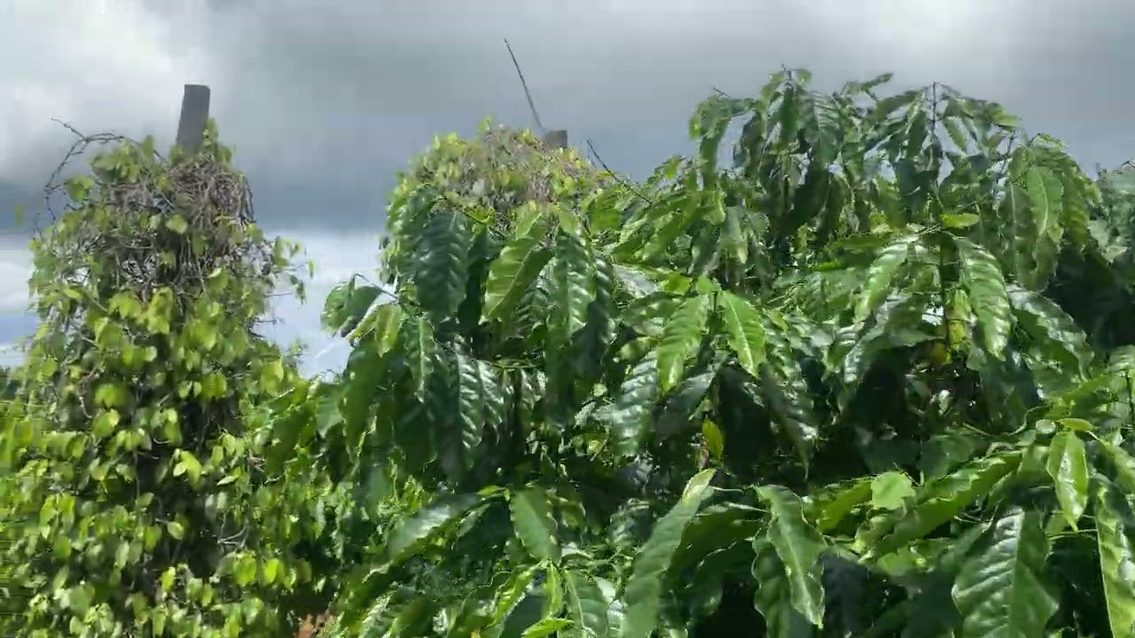 Chủ Bán Nhanh Trong 10 ngày | ĐakĐoa | Gia Lai