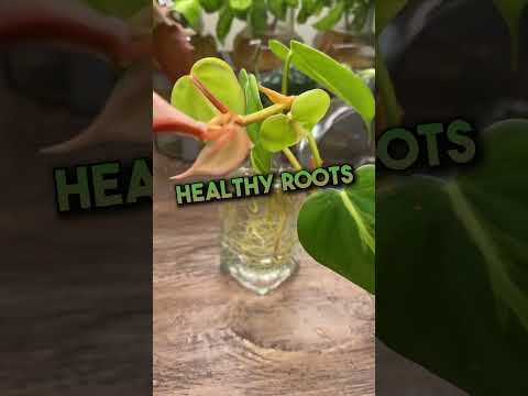 Videó: Tippek a szobanövények dugványokkal történő szaporításához
