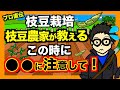 【枝豆農家直伝】枝豆栽培この時期に注意すること!花がついたらこれをして下さい!【アニメでわかる家庭菜園・ガーデニング解説】