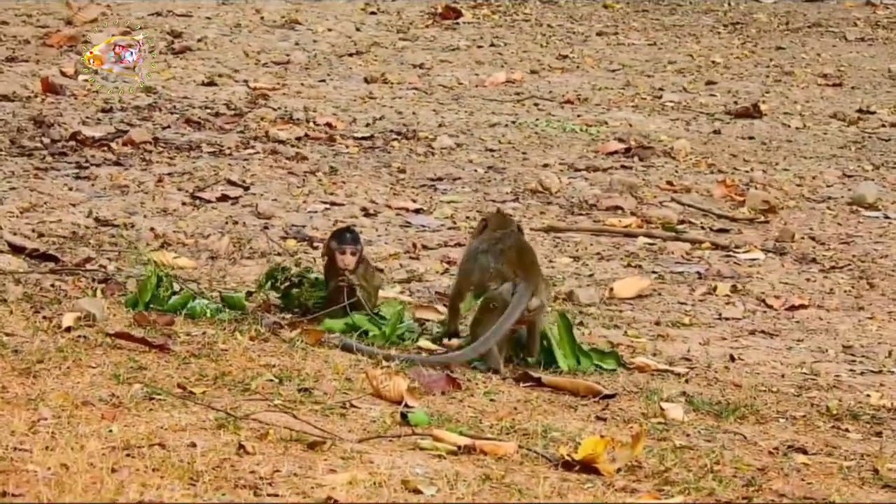 cute little monkey loved by his mother