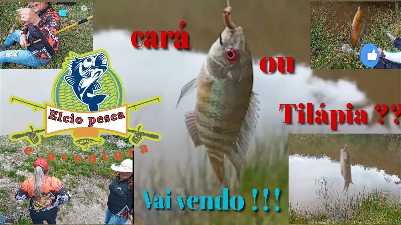 A cará ou tilápia?? Vai vendo.. YouTube