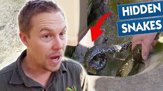 Most Bizarre Animal Invasions  | Bondi Vet Compilation