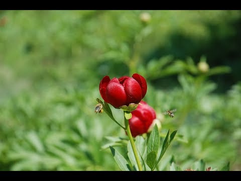 Советы по выращиванию пионов