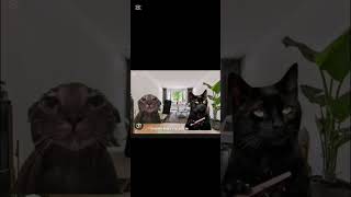 losowy numer #nebrowoporowo #catmeme #memes #funny #trend #memy #greenscreen #śmieszne #cats #cat.