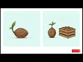 CS1202 Agronomy of Coconut Animation English