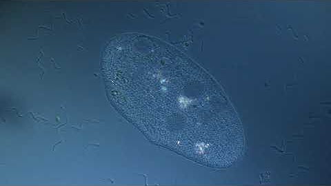 Testing new Canon 6D with Zeiss Axiovert 135