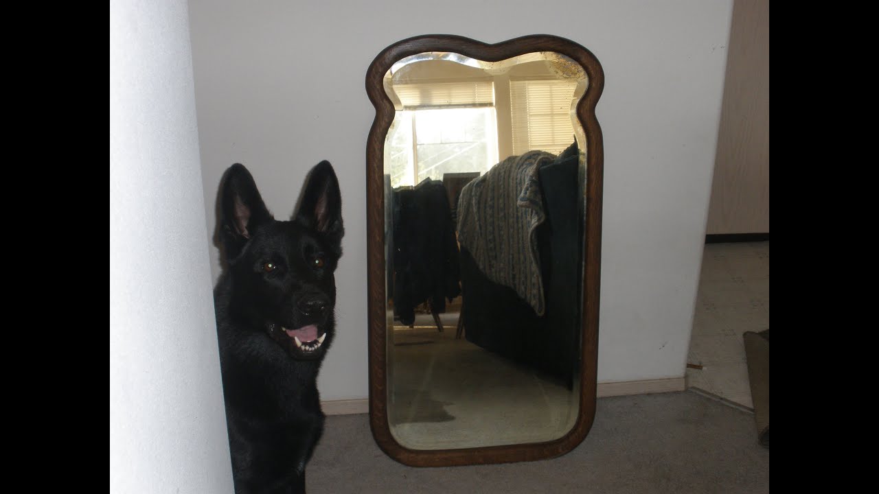 Mirror Restoration Project Part 2 YouTube