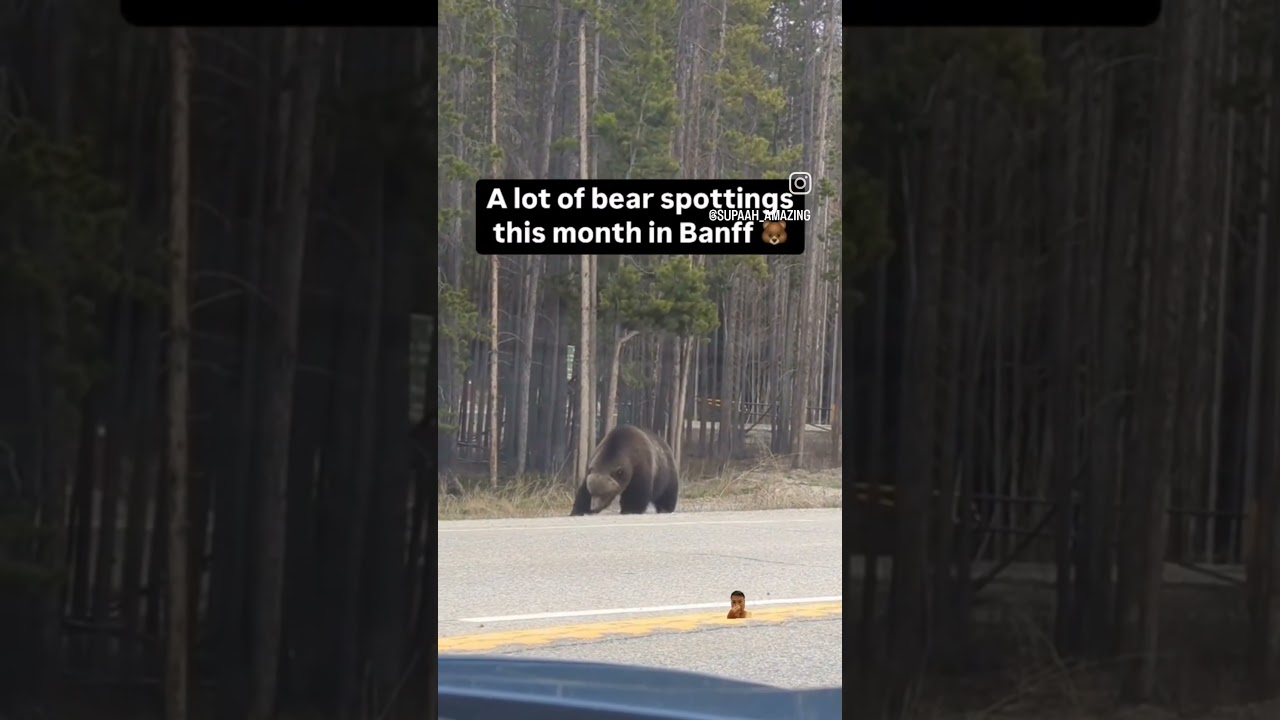 The King of Grizzly Bears in Banff, Alberta, Spotted! 