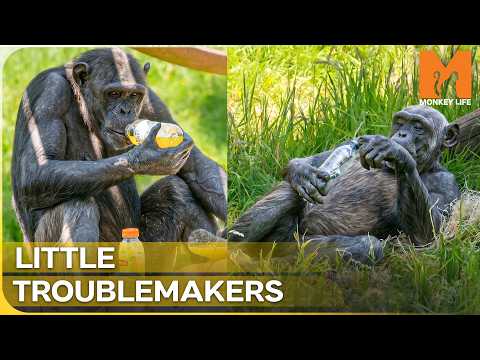 Proof That Monkeys Are Natural Comedy Geniuses | Monkey Life
