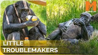 Proof That Monkeys Are Natural Comedy Geniuses | Monkey Life