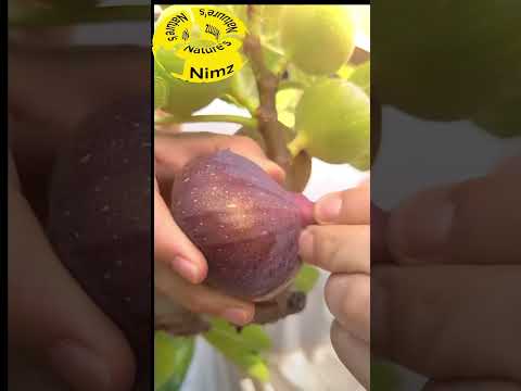 Last Fig Harvest