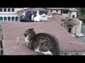 Goofy Cats 