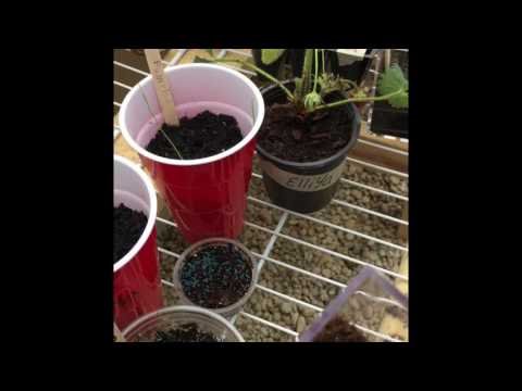 Video: Green Arrow Pea Info: Lær om dyrkning af en Green Arrow Pea Plant