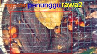 Terciduk Monster Penunggu Rawa2