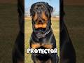 🔴El brutal crecimiento de un Rottweiler 👑#rottweiler #dogs #animales