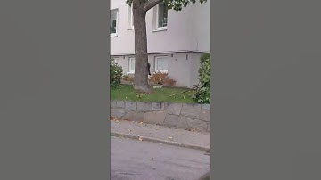 Squirrel in tree running 🐿️