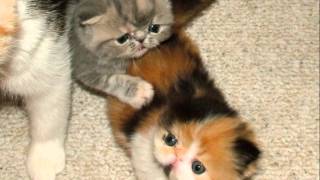 Ziakatz Exotic Shorthair and Longhair Kittens 4 weeks old 2011