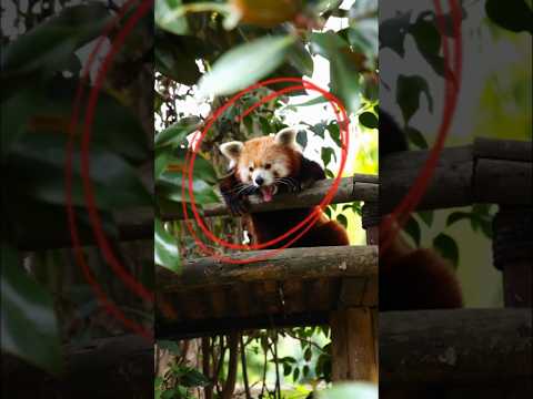 Почему панды так любят бамбук? 🐼🍃