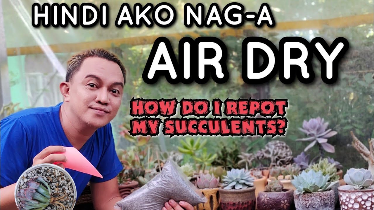 HOW DO I REPOT MY SUCCULENT? BASIC GARDENING TIPS/ RAFFLE