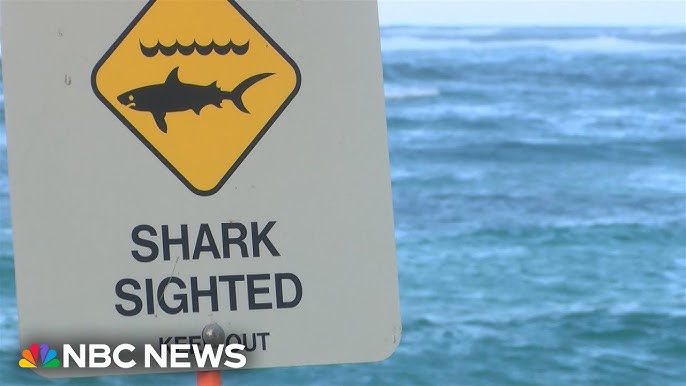 Apparent Shark Attack Injures 11 Year Old Girl Off Hawaii Shore