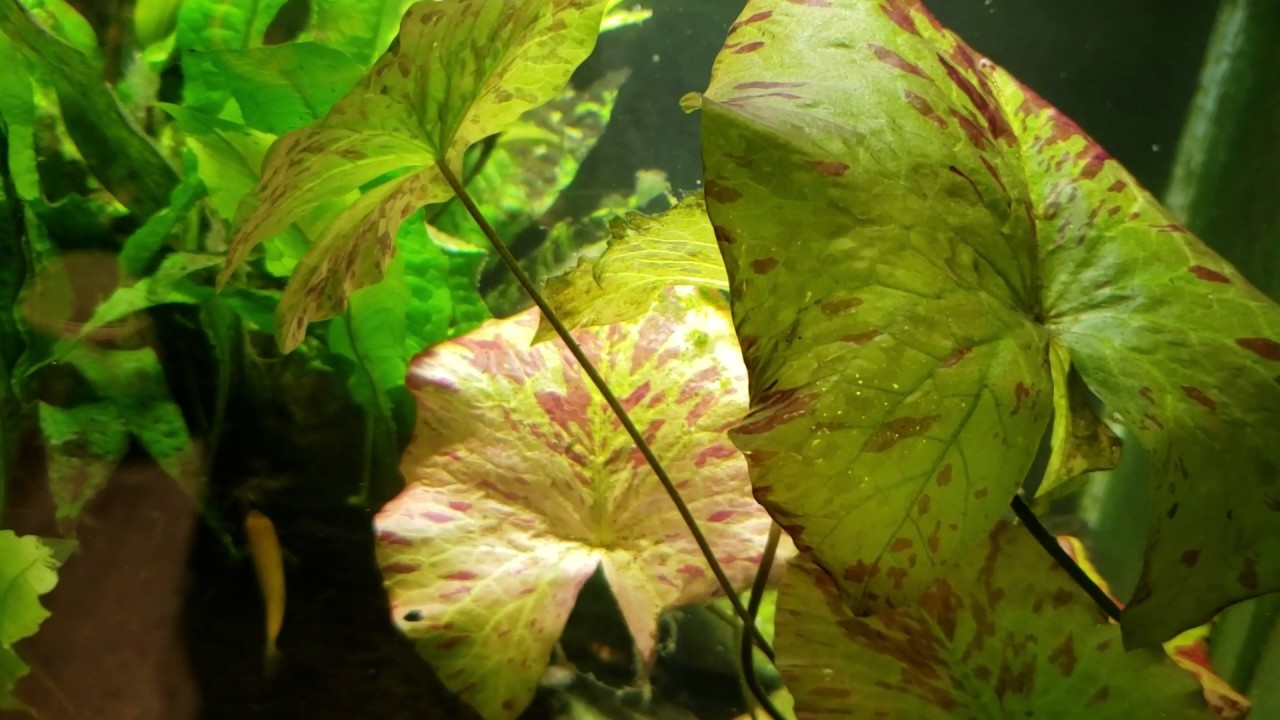 Your Tiger Lotus Is Probably A Water Lily