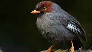 Poksai Kalimantan, Yang Atraktif Dengan Bercak Sabit Pucat Di Belakang Mata Kesan Lucu