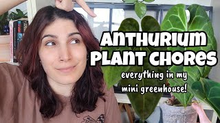 Anthurium Plant Chores!! 🌿✨️ cleaning the IKEA mini greenhouse, rearranging, seedling updates + care