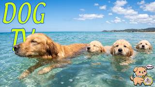 🔴 DOG TV 24/7 Anti-Stress Music for Dogs Left Alone 🐶 Playful Dogs Running to Reduce Separation 💖 screenshot 1