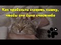 КАК   ПРАВИЛЬНО ГЛАДИТЬ КОШКУ, ЧТОБЫ ОНА БЫЛА СЧАСТЛИВА  HOW TO PET A CAT CORRECTLY