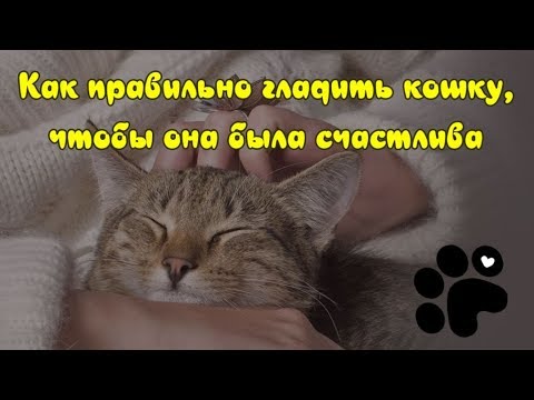 КАК ПРАВИЛЬНО ГЛАДИТЬ КОШКУ, ЧТОБЫ ОНА БЫЛА СЧАСТЛИВА HOW TO PET A CAT  CORRECTLY - YouTube