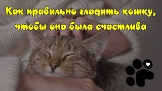 КАК   ПРАВИЛЬНО ГЛАДИТЬ КОШКУ, ЧТОБЫ ОНА БЫЛА СЧАСТЛИВА  HOW TO PET A CAT CORRECTLY