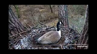 Decorah Eagles N2B Goose lays an egg 3\/24\/22