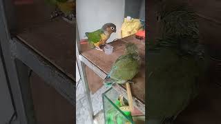 #tem birds