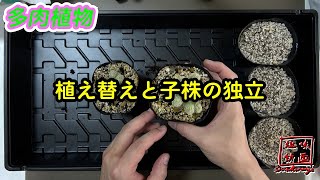 【多肉植物】通年行事のサボテンの植え替え～