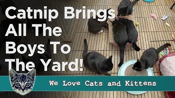 Woman Attracts All The Stray Cats In Her Area After Planting Catnip in Her Backyard!