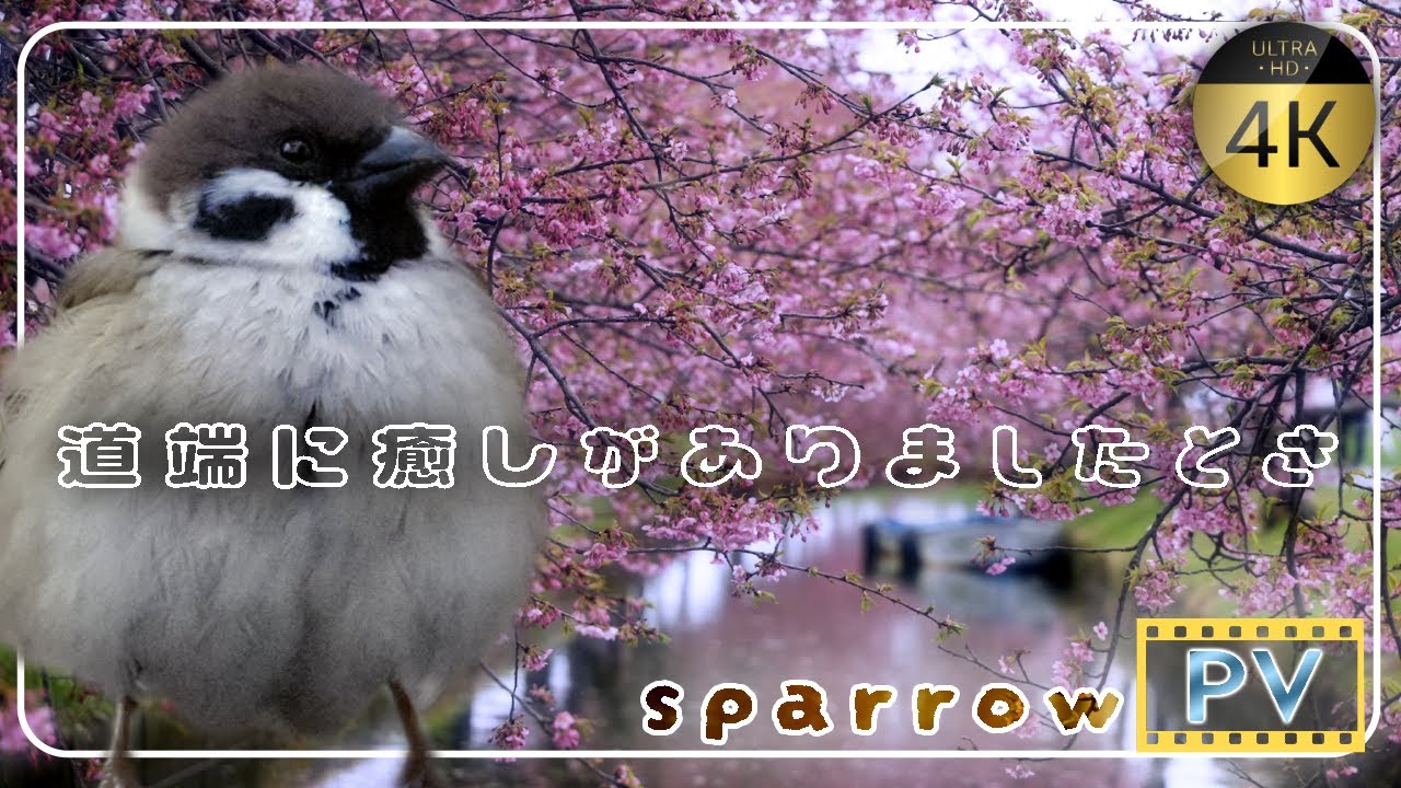 Roadside Tranquility｜河津桜🌸咲く農道で、チュンたちもお花見してる？【Sparrow Spotting】 スズメ日誌 2025.03.15