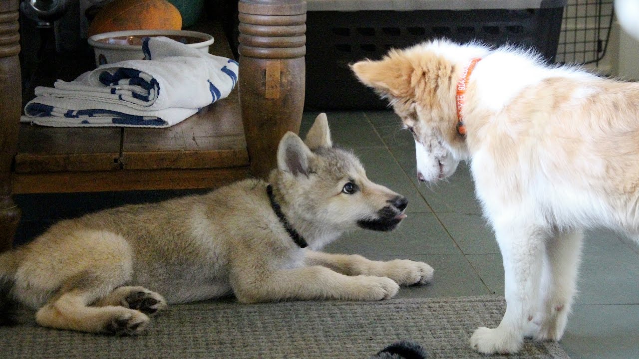 Baby Wolf and Border Collie Play Date 