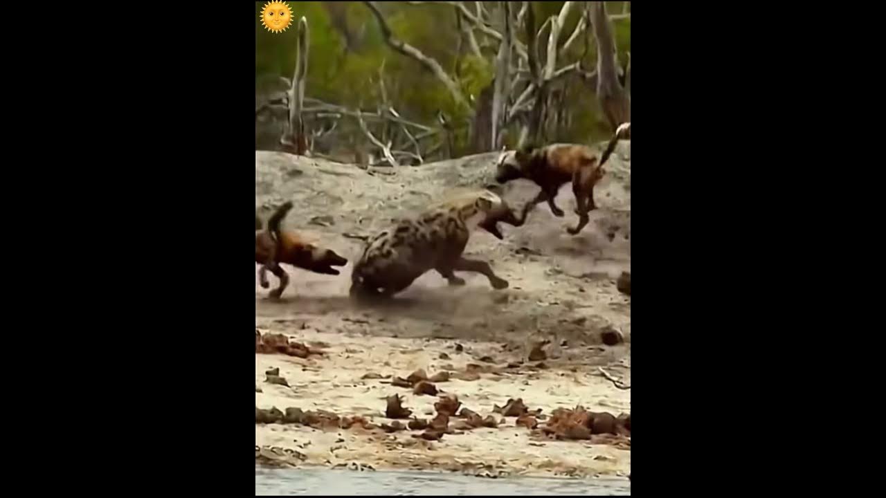 Hyenas vs. wild dogs - YouTube