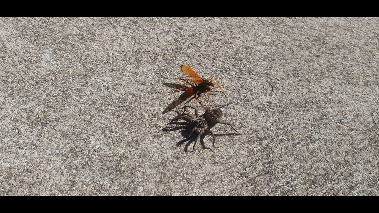 Huntsman Spider Wasp vs.  Wolf Spider