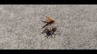 Huntsman Spider Wasp vs.  Wolf Spider