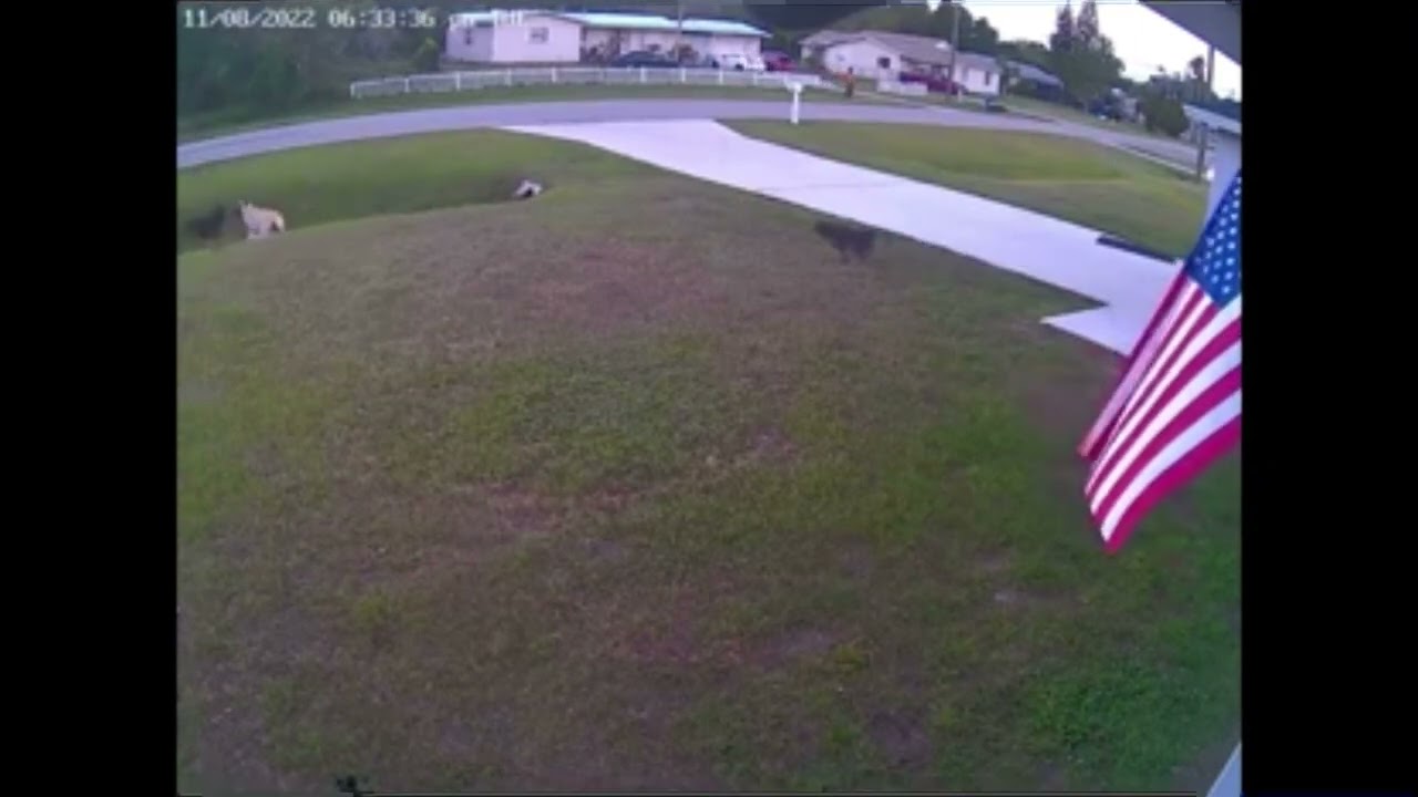 Il Pastore tedesco salva il bimbo dall'attacco del cane del vicino