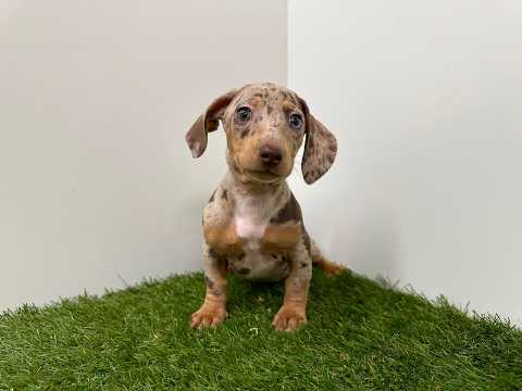 Video van Teckel Vrouwelijk Chocolat Merle - PUP-ID 014729344 | Dierenhof Debrabandere