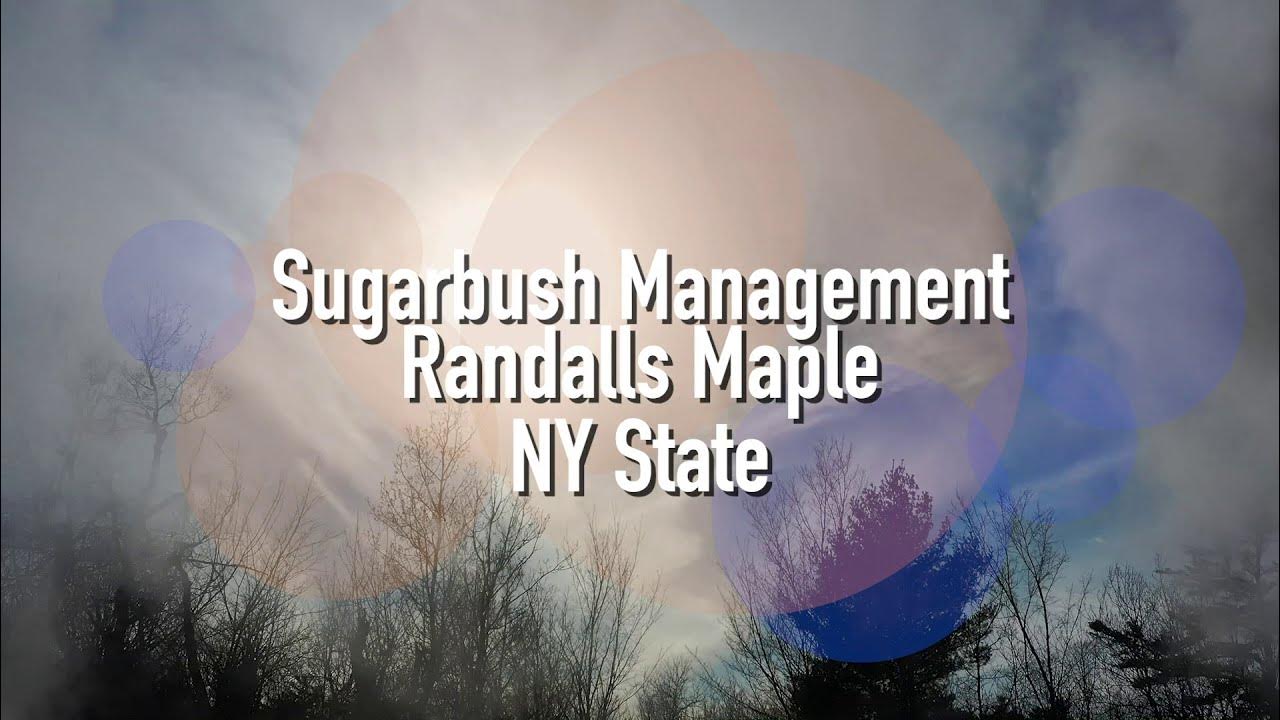 Randalls Maple Sugarbush Management YouTube