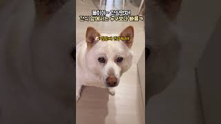 이맛에 간식만들지~👍#진도믹스 #dog #jindo #강아지 #귀여워 #반려견 #puppy #shorts #똘이 #jindomix #쇼츠