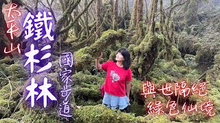 【太平山】鐵杉林國家步道、檜木原始林步道 2022.11.14