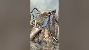 Câu cá ngát sông Hậu bằng mồi tôm càng xanh siêu nhạy hãy thử xem