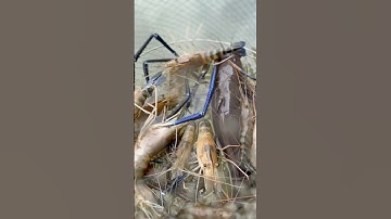 Câu cá ngát sông Hậu bằng mồi tôm càng xanh siêu nhạy hãy thử xem